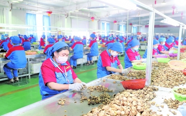 龍頭企業(yè) 引領(lǐng)現(xiàn)代農(nóng)業(yè)發(fā)展的“領(lǐng)跑者”——以資金、技術(shù)、設(shè)備與理念驅(qū)動產(chǎn)業(yè)升級